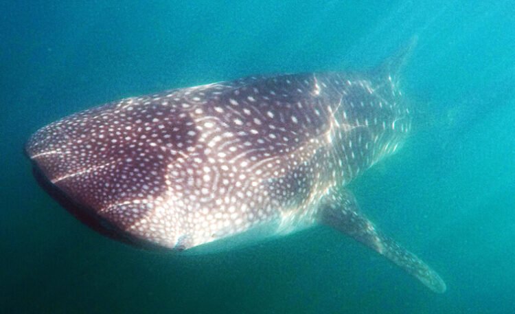 Diving with whale sharks in La Paz, Mexico.